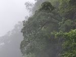 尖叶栎记录影像