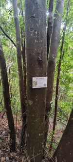 小叶红豆记录影像