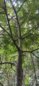 花榈木记录影像