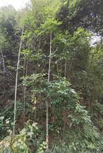 花榈木记录影像