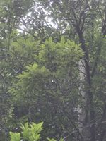 木荚红豆记录影像