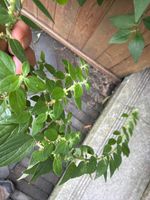 雾水葛记录影像