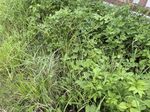 异序虎尾草记录影像