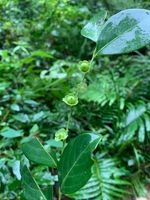 黑面神记录影像