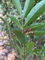 日本五月茶记录影像