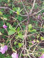 杜鹃记录影像